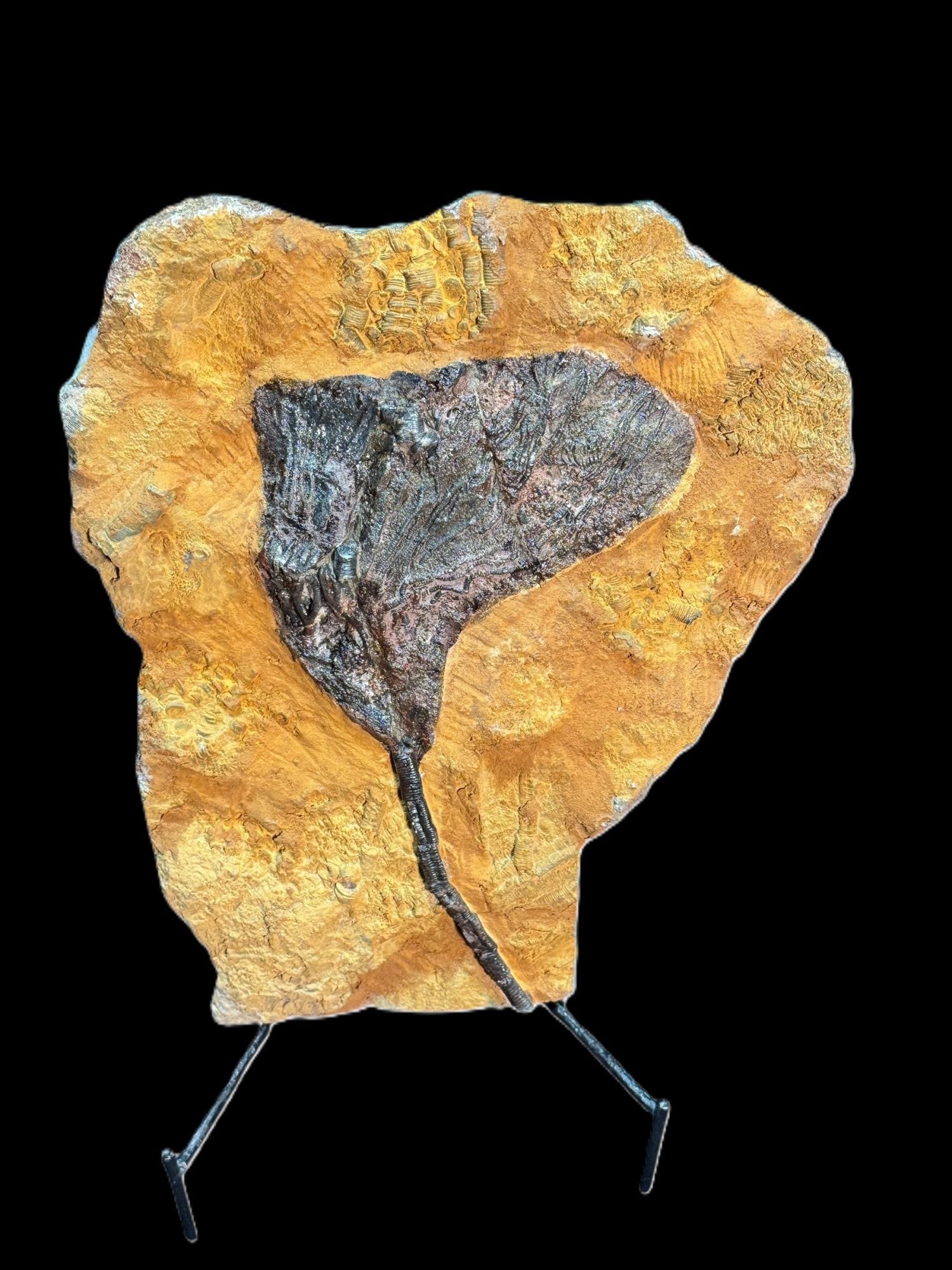 ORIGINAL FOSSIL PLATE OF SCYPHOCRINITES ELEGANS DI: ORIGINAL FOSSIL PLATE OF SCYPHOCRINITES ELEGANS DIVONIAN. Height: 17