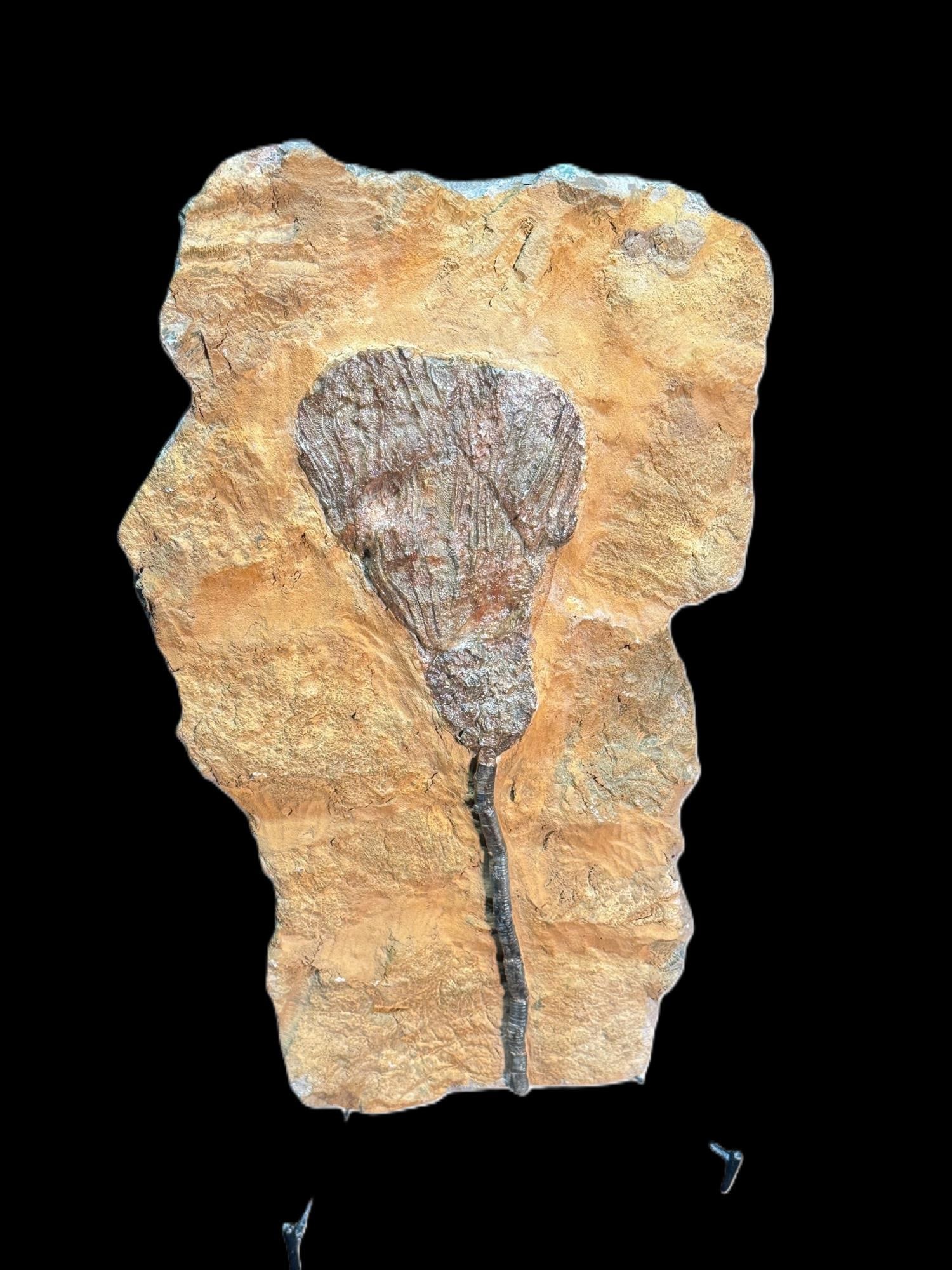 ORIGINAL FOSSIL PLATE OF SCYPHOCRINITES ELEGANS DI: ORIGINAL FOSSIL PLATE OF SCYPHOCRINITES ELEGANS DIVONIAN Height: 17