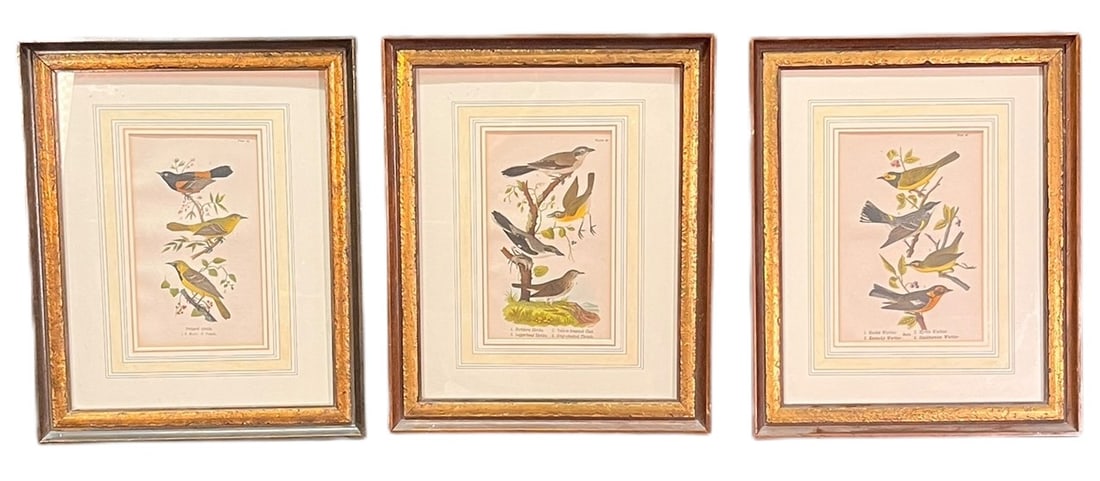 SET OF THREE ANTIQUE BIRD PRINTS (1 of 9)