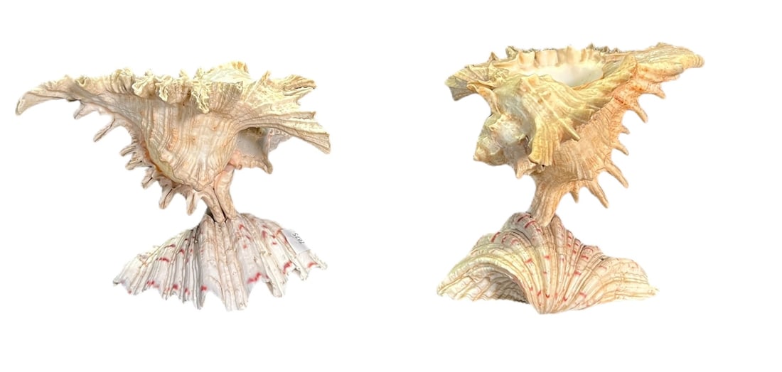 PAIR OF 19th CENTURY SHELL CANDLESTICKS: PAIR OF 19th CENTURY SHELL CANDLESTICKS. Height: 6 in. by Width: 7 in. by Depth: 6 in.