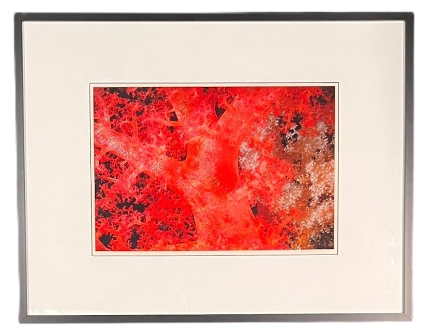 "RED CORAL" CIBRACHROME PRINT BY ANNE DOUBILET (1 of 3)