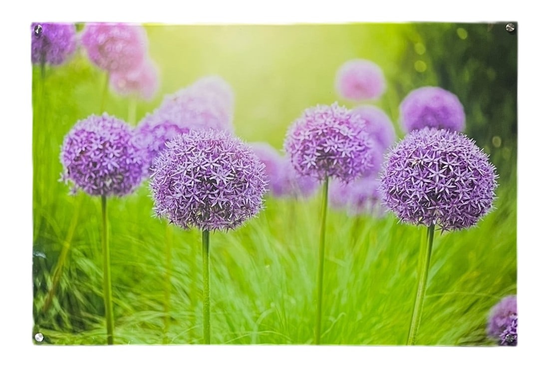 FLORAL PHOTOGRAPH ON LUCITE: FLORAL PHOTOGRAPH ON LUCITE. Height: 40 in. by Width: 66.5 in. by Depth: 1 in.