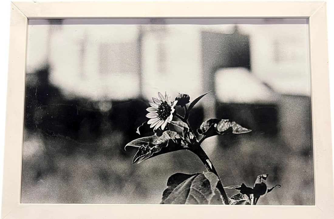 COLBY DEAL B/W PHOTOGRAPH FLORAL PHOTOGRAPH: COBY DEAL B/W PHOTOGRAPH FLORAL PHOTOGRAPH Height: 24.5 in. by Width: 20.5 in. by Depth: 1 IN.
