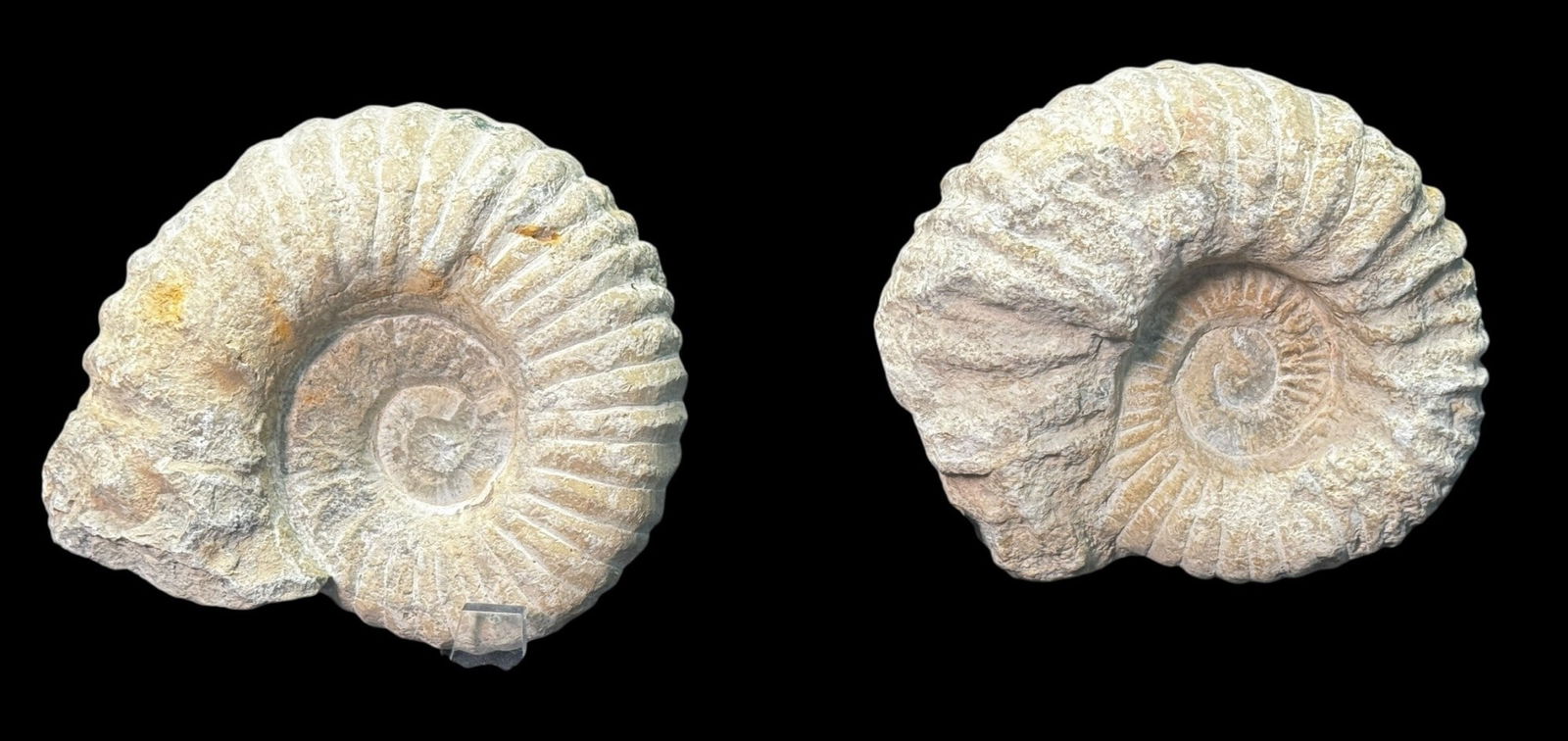 2 NATURAL RIBBED AMMONITE FOSSILS FROM THE JURASSI: 2 NATURAL RIBBED AMMONITE FOSSILS FROM THE JURASSIC PERIOD Height: 6 in. by Width: 8