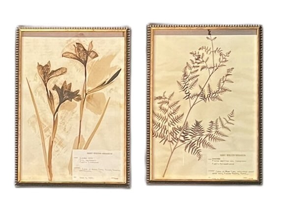 SET OF TWO DRIED FLORAL PRINTS: SET OF TWO DRIED FLORAL PRINTS. Height: 16.5 & 15 in. by Width: 12 & 10 in. by Depth: 1 1/4 in.