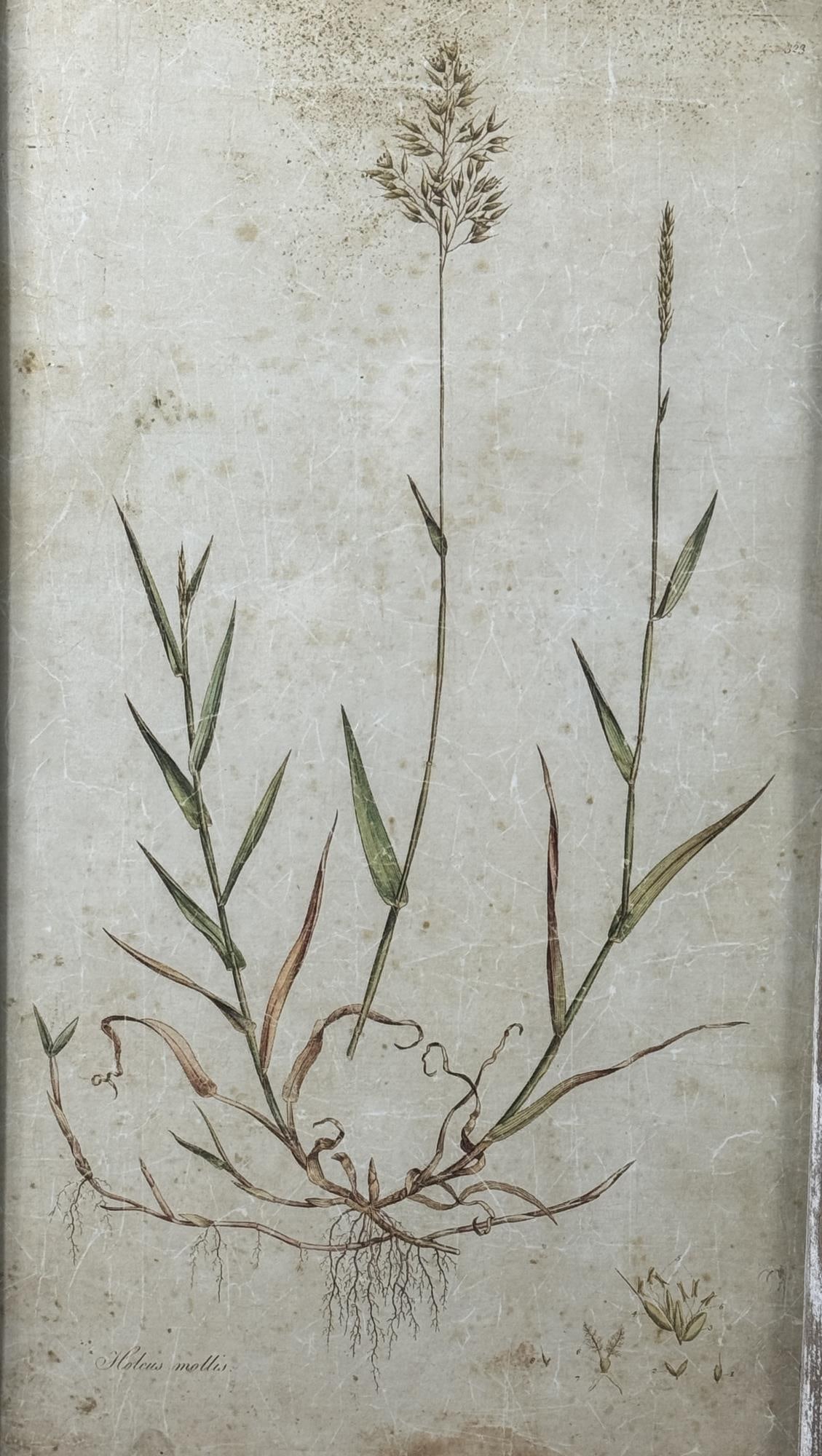 2 RUSTIC FRAMED FIELD FLOWER BOTANICALS - 2