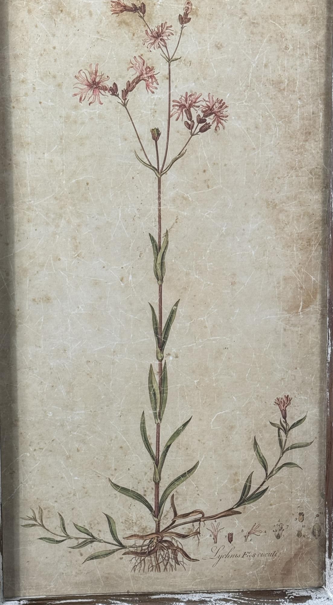 2 RUSTIC FRAMED FIELD FLOWER BOTANICALS - 3