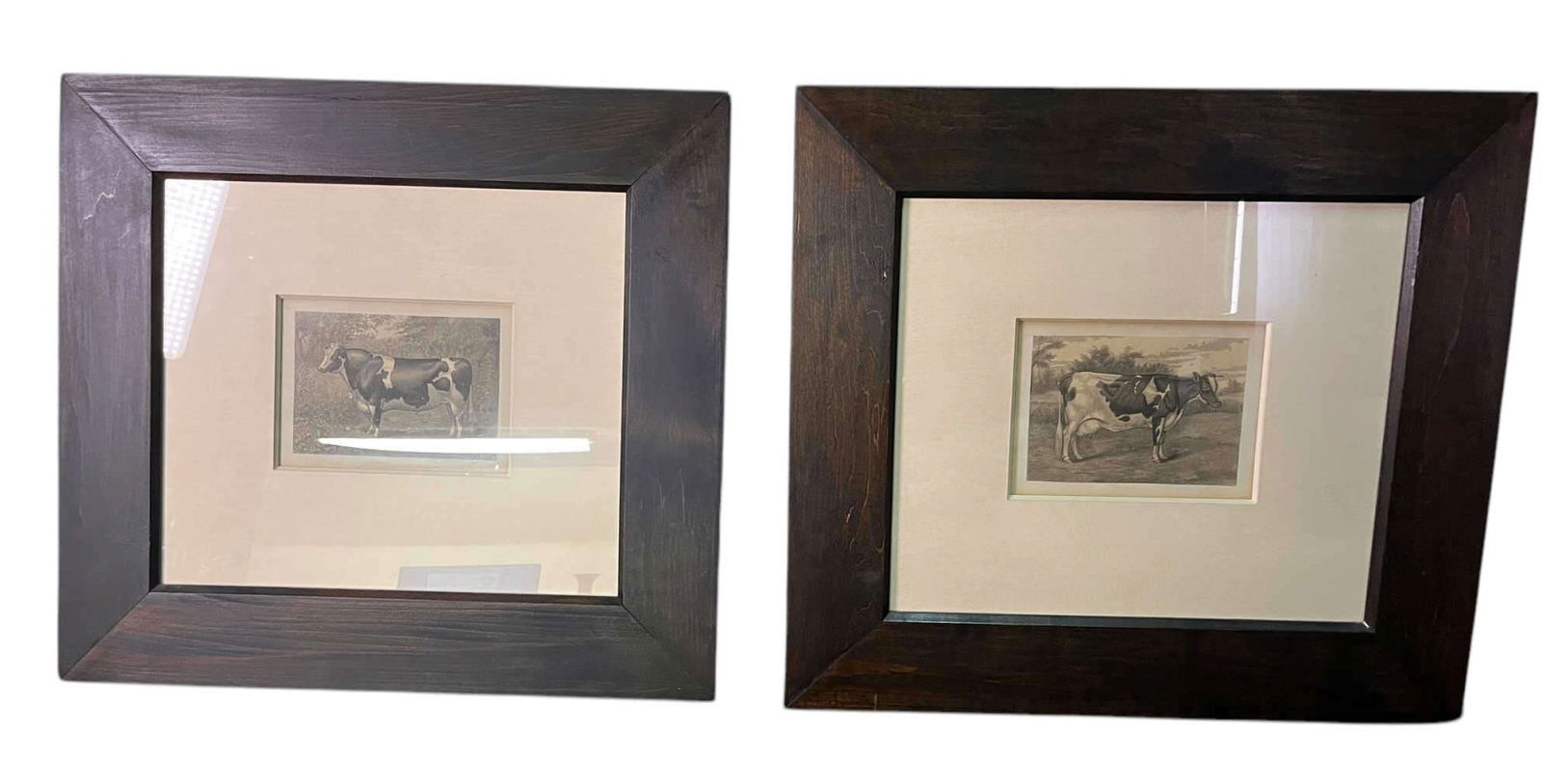PAIR OF FRAMED & MATTED COW PRINTS: PAIR OF FRAMED & MATTED COW PRINTS. Height: 21 & 6 in. by Width: 23 & 8 in. by Depth: 13/16 in.