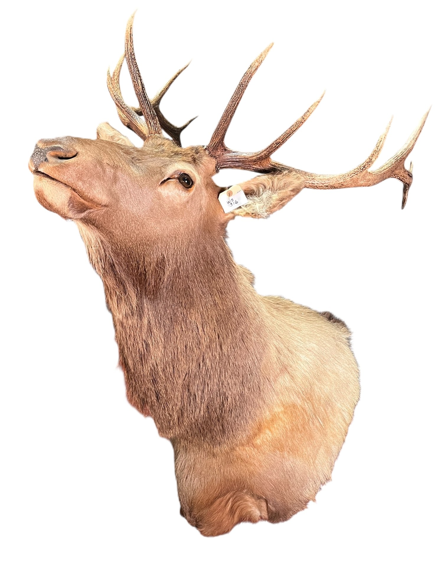 0ELK SHOULDER MOUNT - 2