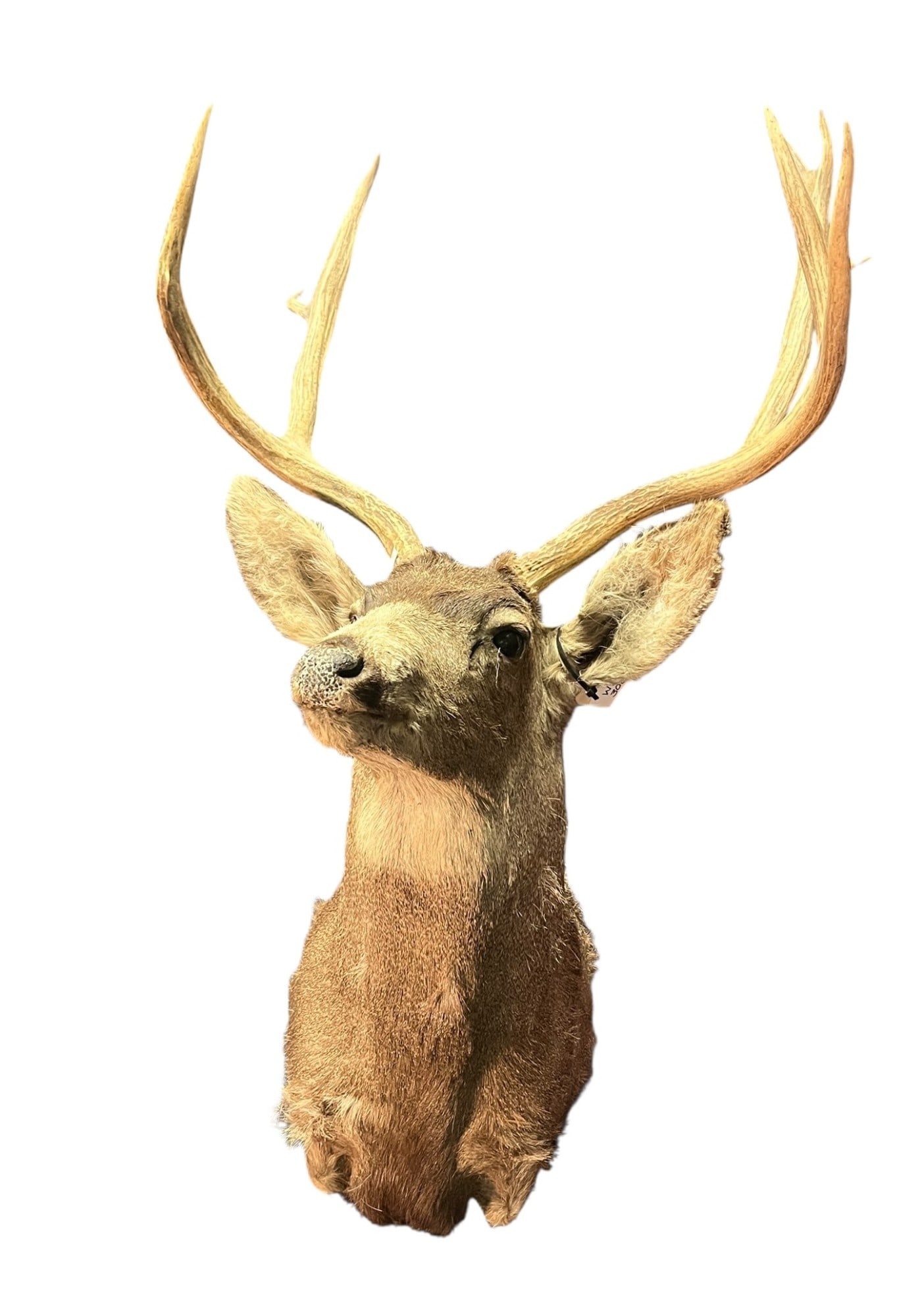 MULE DEER SHOULDER MOUNT: MULE DEER SHOULDER MOUNT. WS308. Height: 42 in. by Width: 29 in. by Depth: 34 in.
