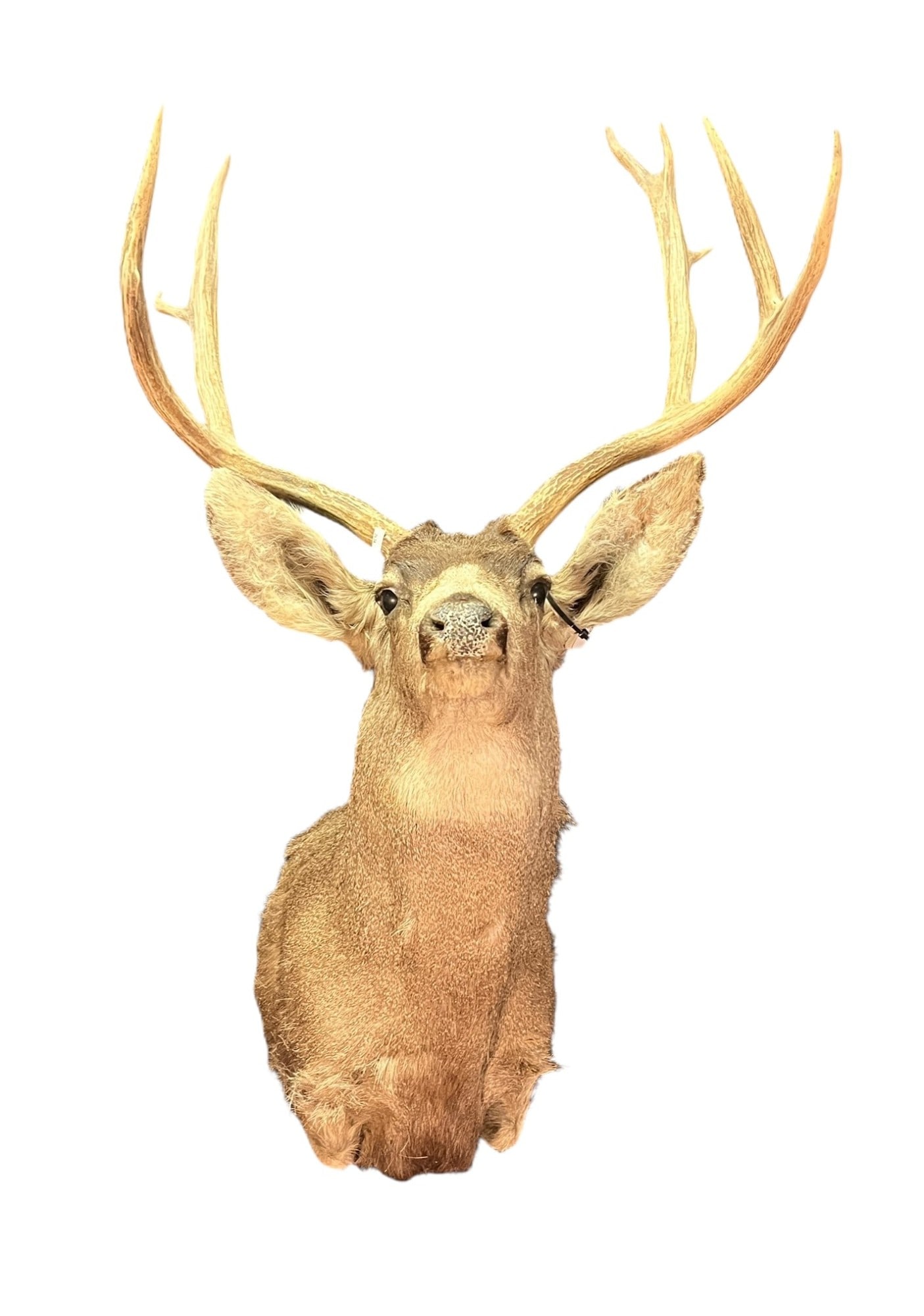 MULE DEER SHOULDER MOUNT - 2