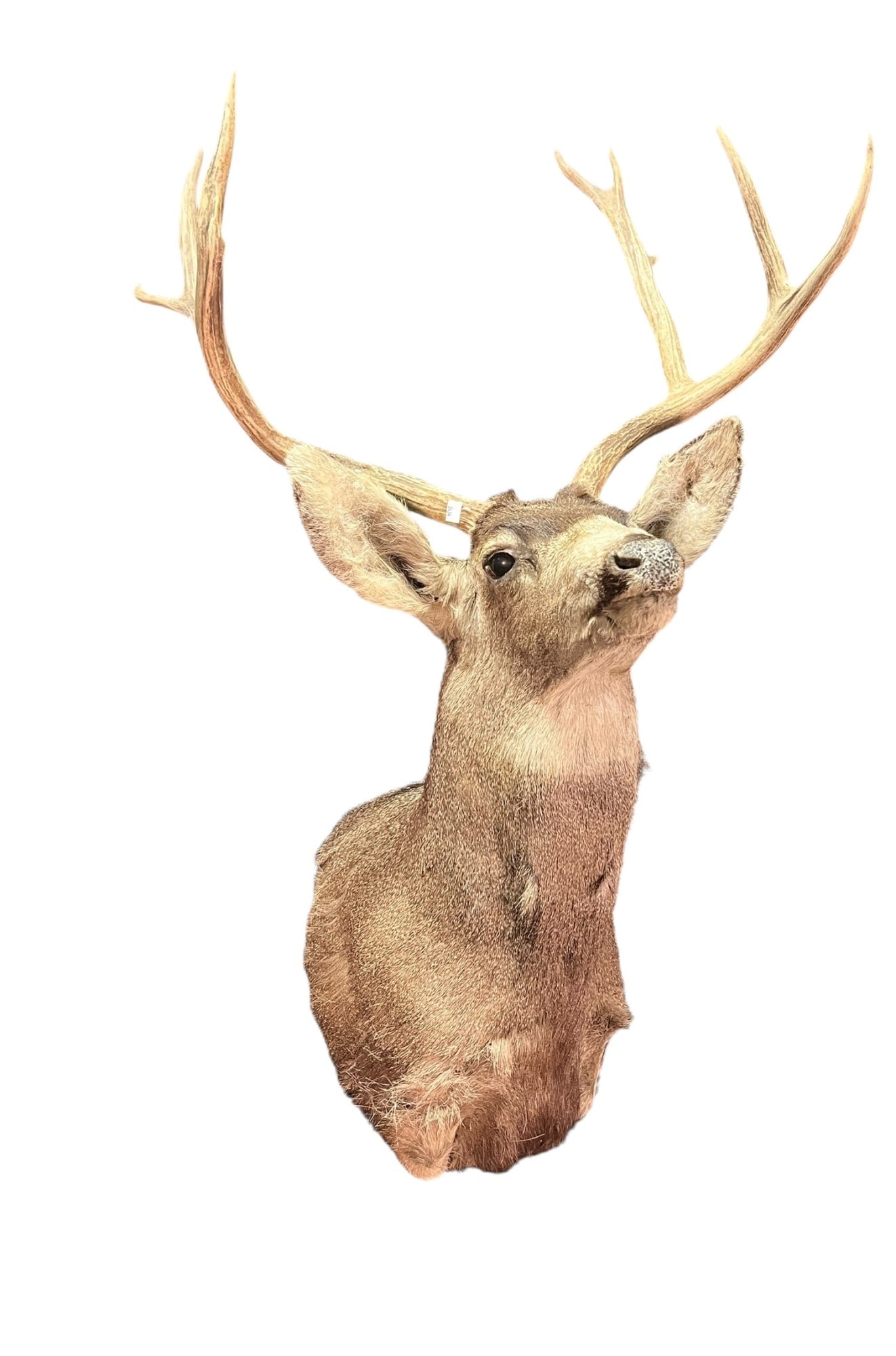 MULE DEER SHOULDER MOUNT - 3