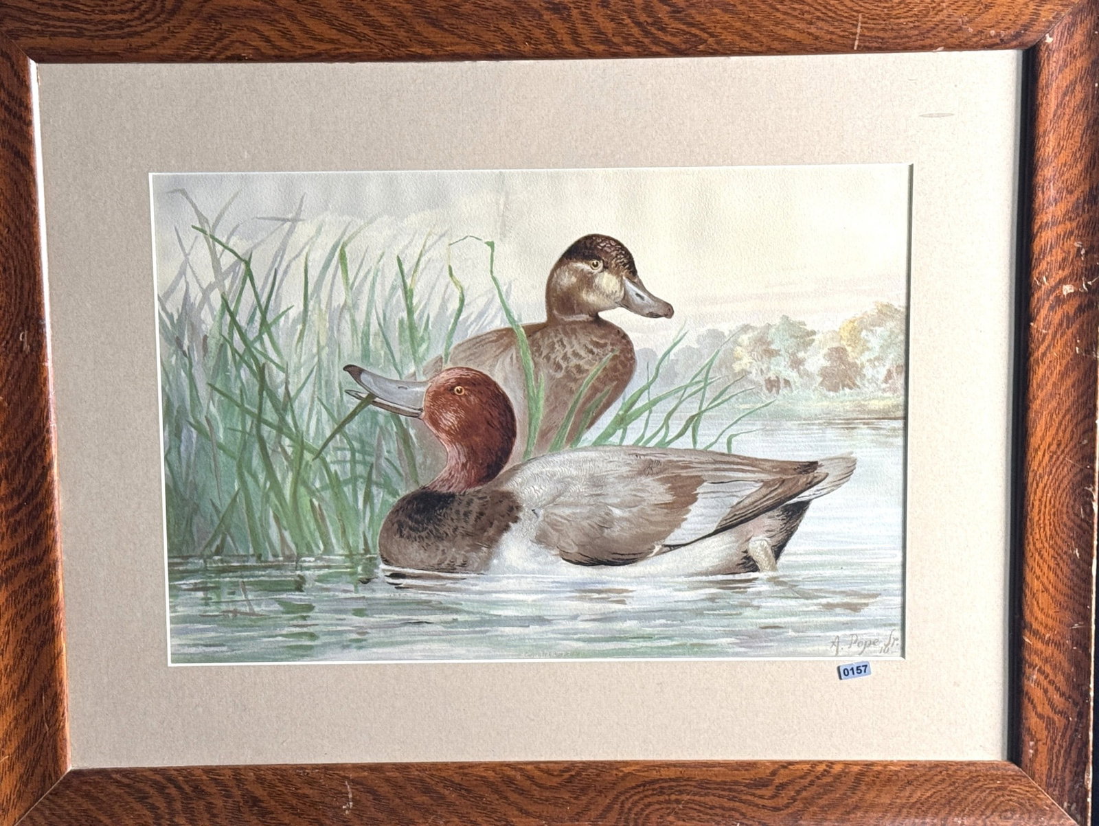 "THE RED HEAD DUCK WATERC" SIGNED BY LISTED ARTIST: "THE RED HEAD DUCK" WATERCOLOR SIGNED BY LISTED ARTIST Height: 22.5 in. by Width: 29 in.