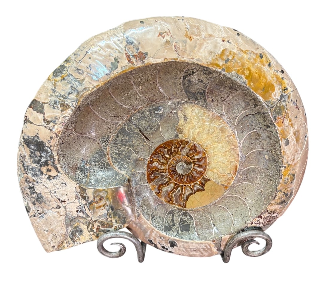 POLISHED AMMONITE (1 of 4)