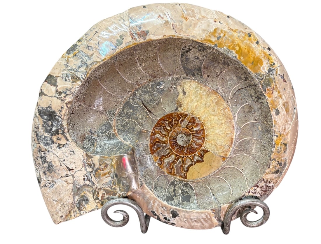 POLISHED AMMONITE - 2