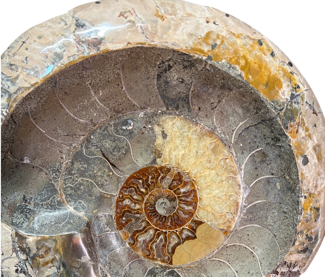 POLISHED AMMONITE - 3
