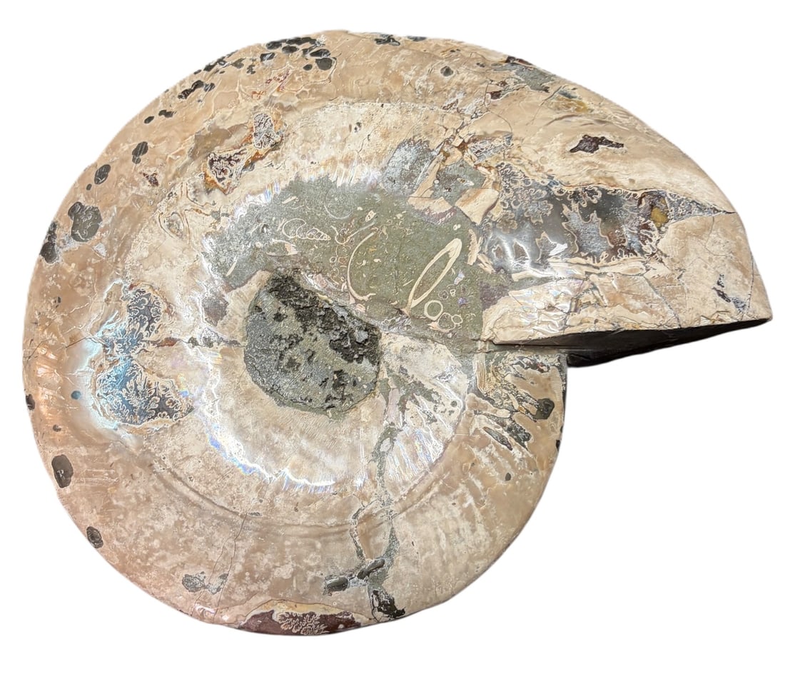 POLISHED AMMONITE - 4