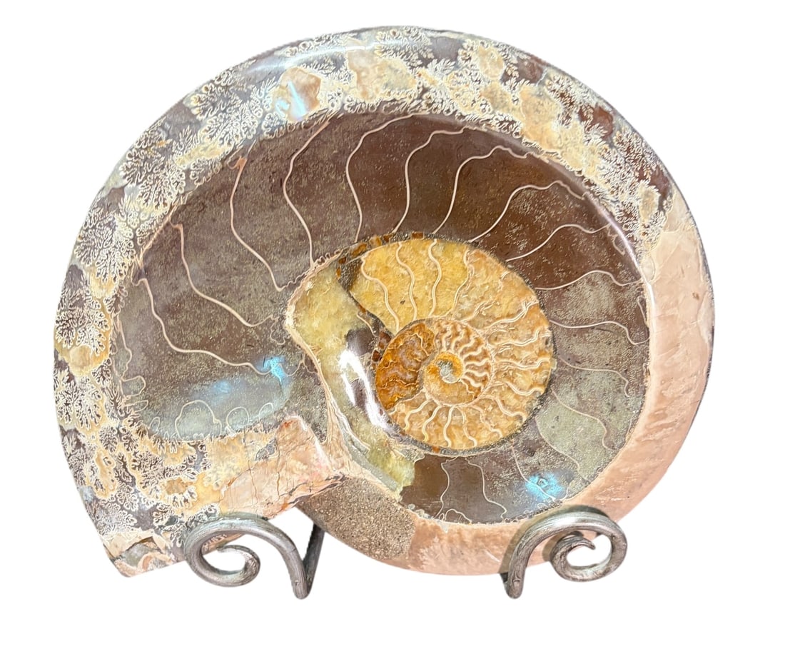 POLISHED AMMONITE (1 of 5)