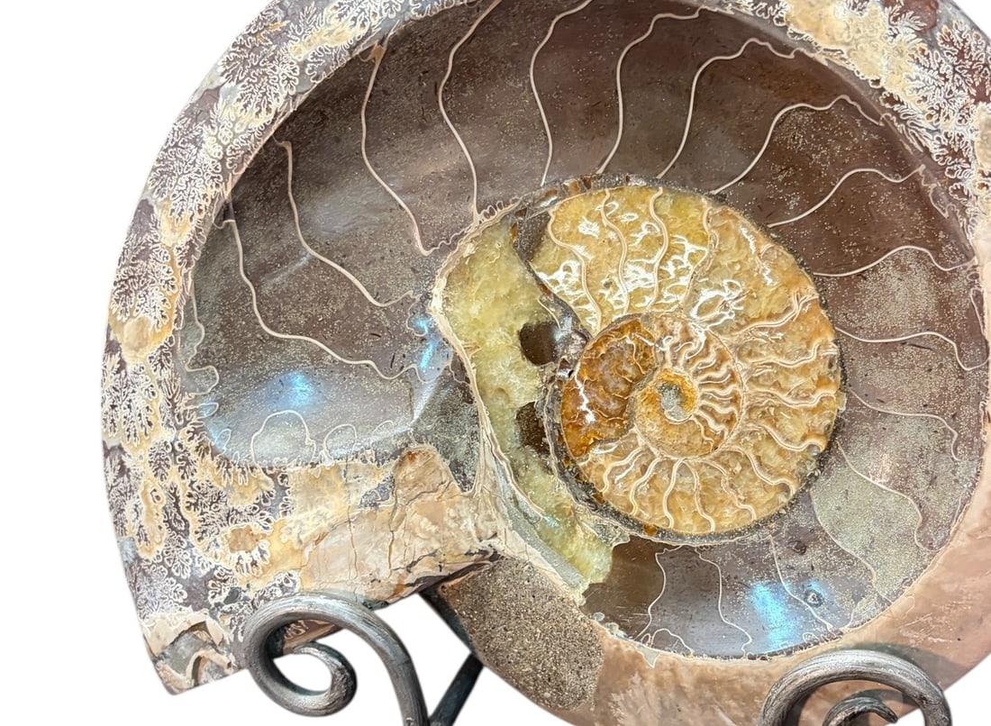 POLISHED AMMONITE - 2