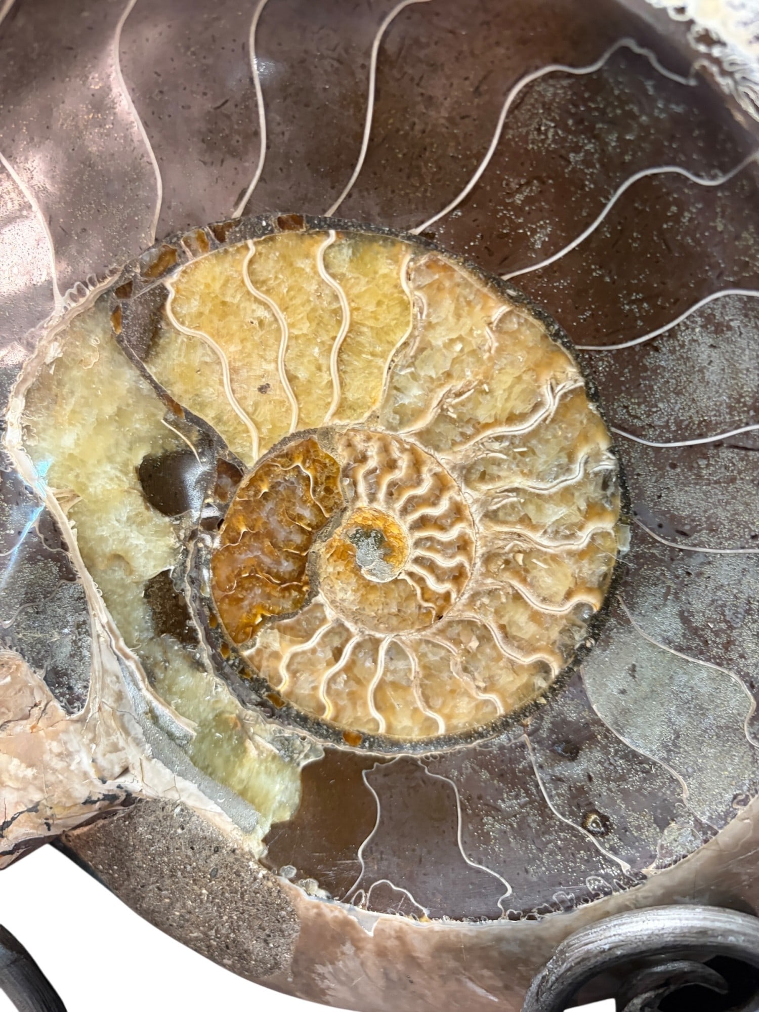 POLISHED AMMONITE - 3