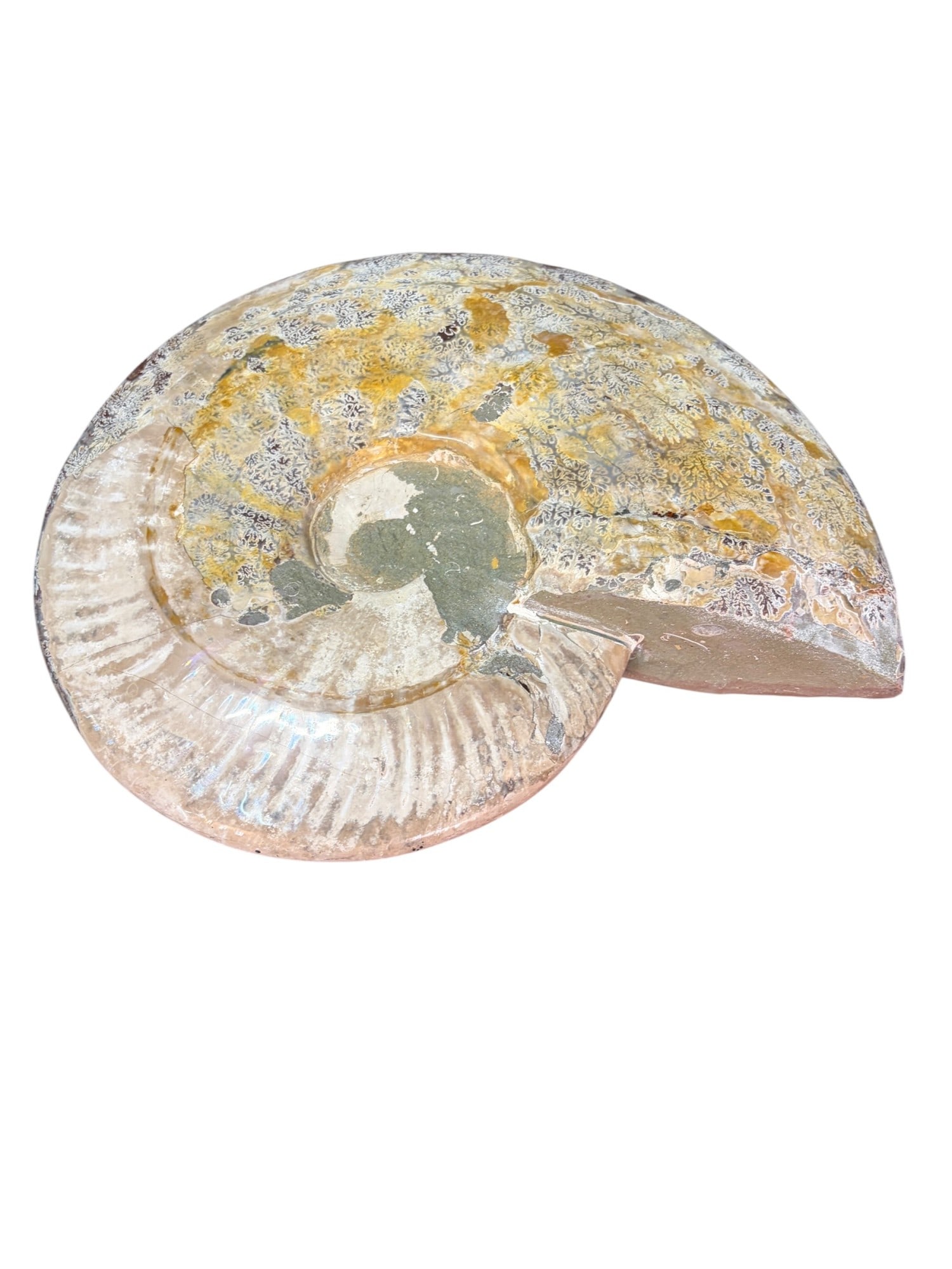 POLISHED AMMONITE - 4
