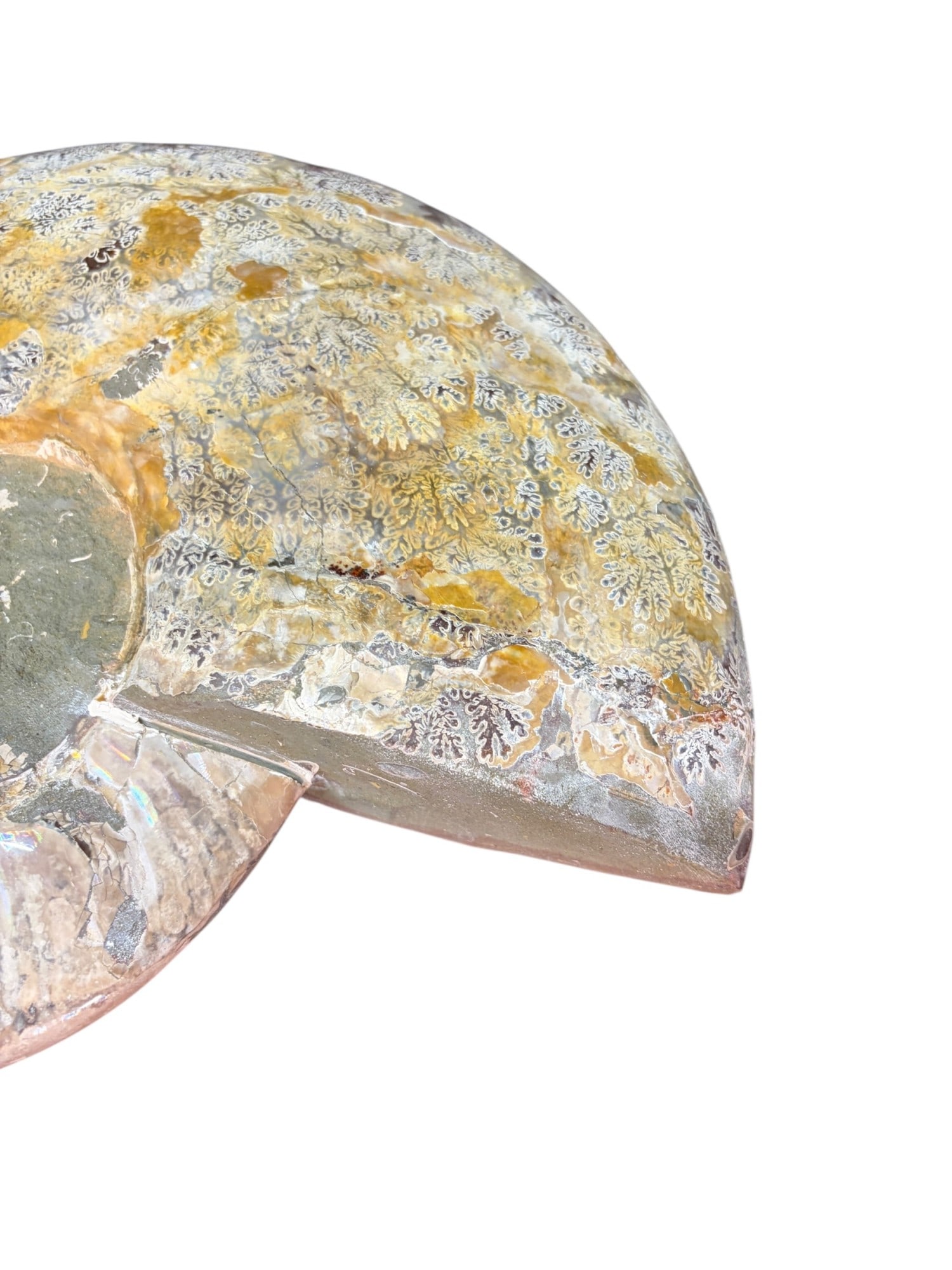 POLISHED AMMONITE - 5