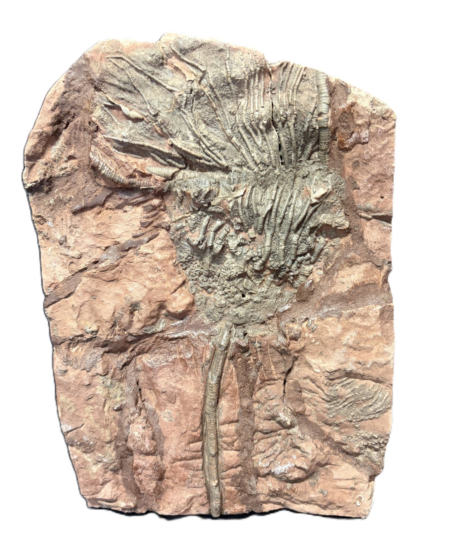 FOSSIL CRINOID: FOSSIL CRINOID 2.1kg Height: 10 in. by Width: 6.8 in. by Depth: .5 in.