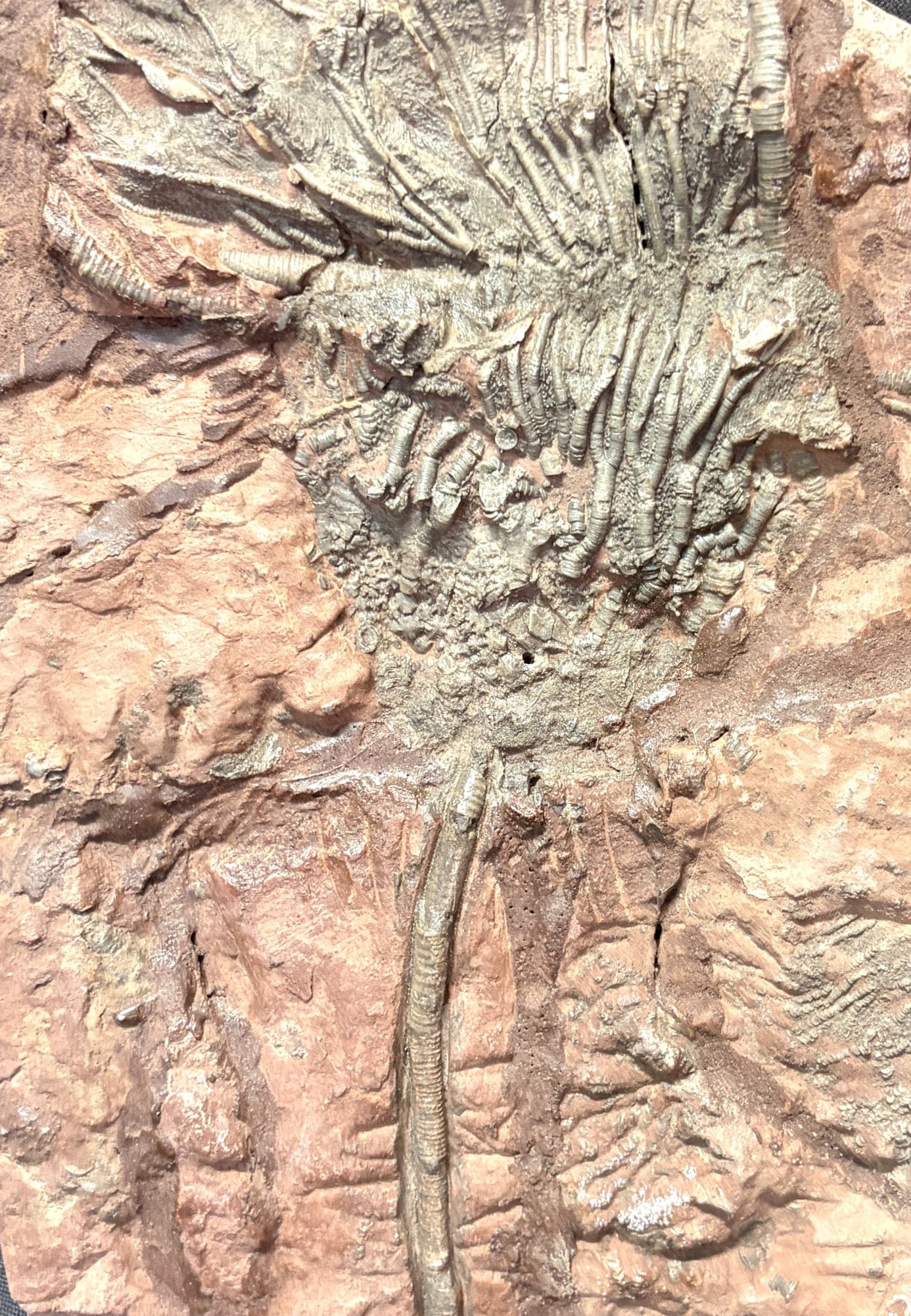 FOSSIL CRINOID - 4
