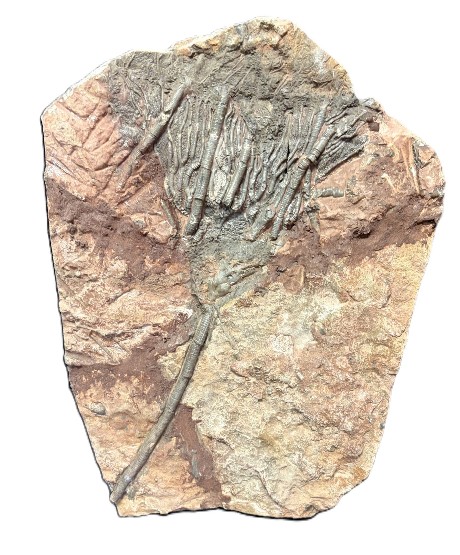 FOSSIL CRINOID: FOSSIL CRINOID 10 lbs Height: 12 in. by Width: 8.9 in. by Depth: .5 in.