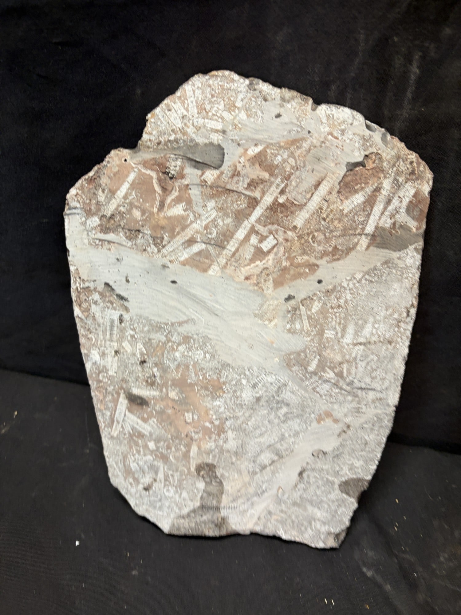 FOSSIL CRINOID - 2