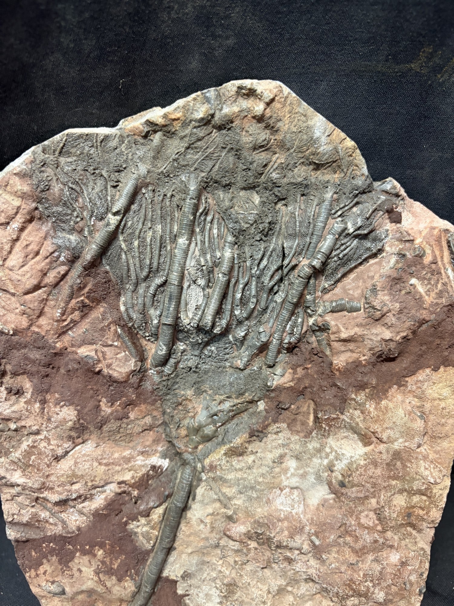 FOSSIL CRINOID - 3