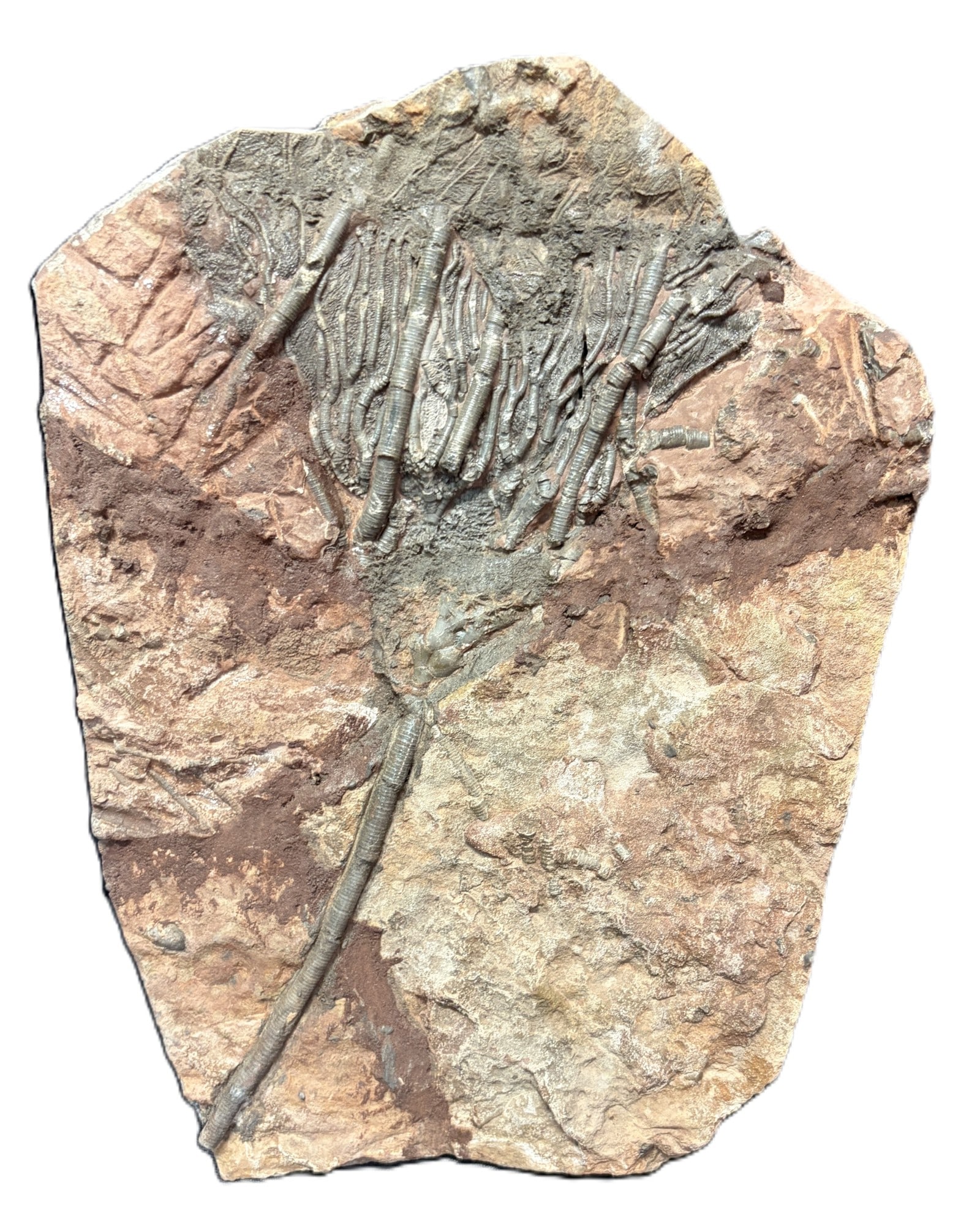 FOSSIL CRINOID - 4