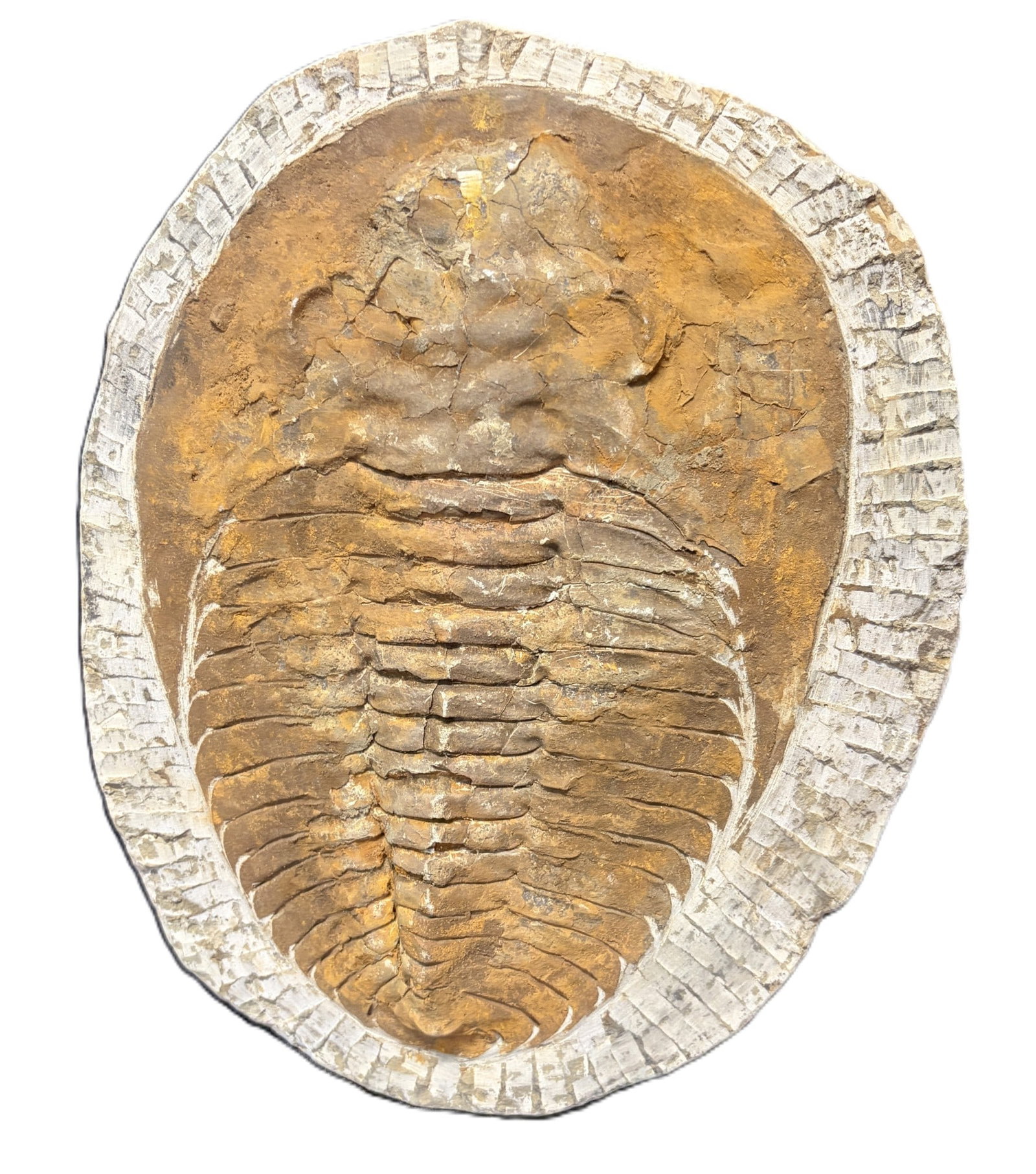TRILOBITE FOSSIL: TRILOBITE FOSSIL 2.0kg Height: 10.5 in. by Width: 8.5 in. by Depth: .5 in.