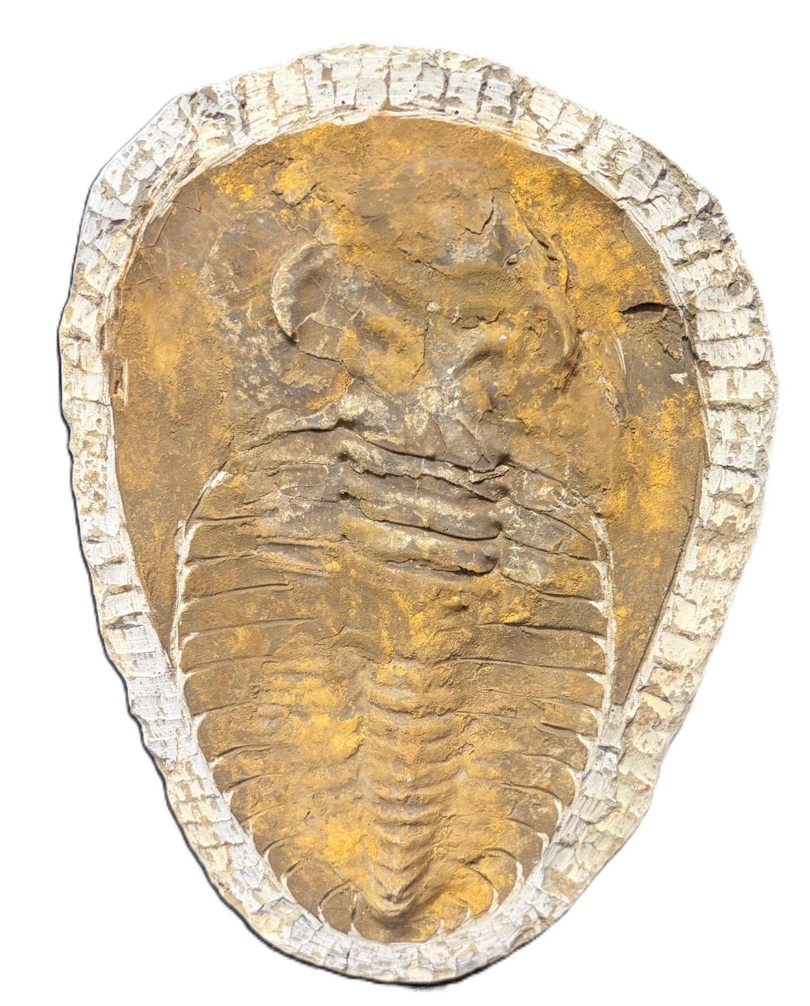 TRILOBITE FOSSIL: TRILOBITE FOSSIL .987kg Height: 10.5 in. by Width: 7.9 in. by Depth: .5 in.