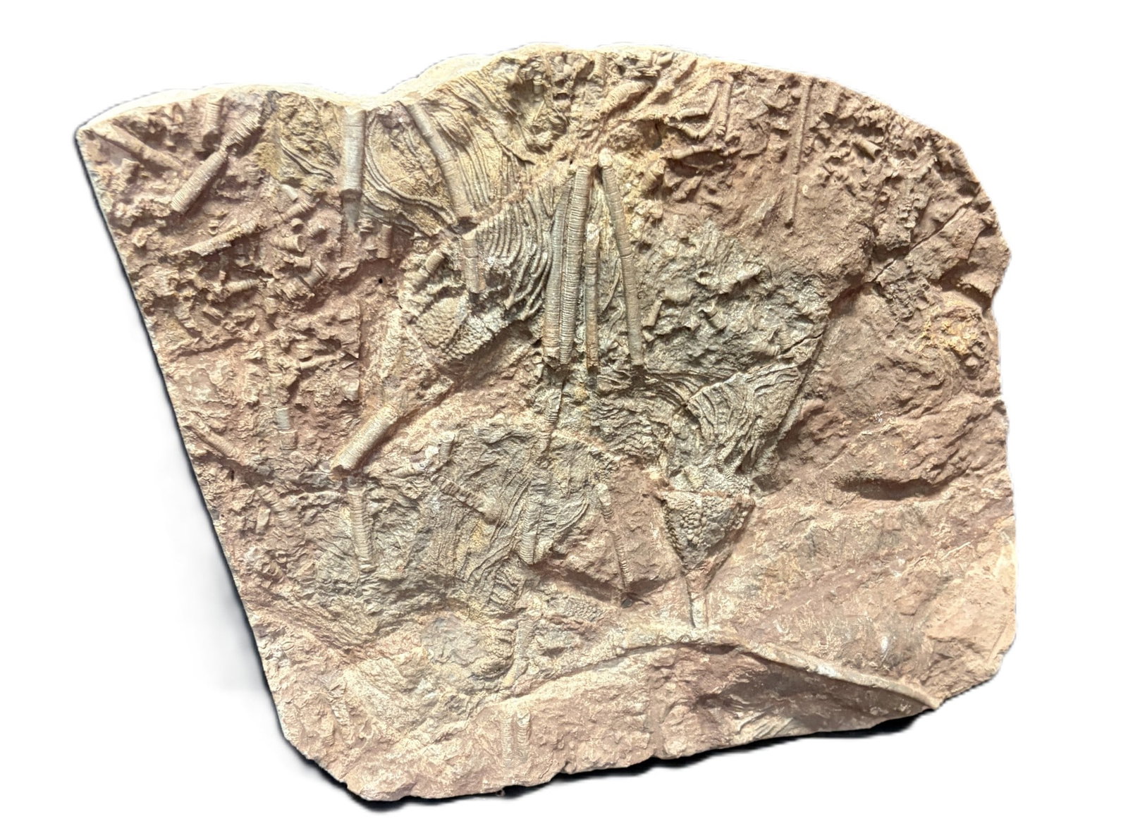 FOSSIL TRILOBITE: FOSSIL TRILOBITE 4.8kg Height: 10 in. by Width: 13 in. by Depth: .5 in.