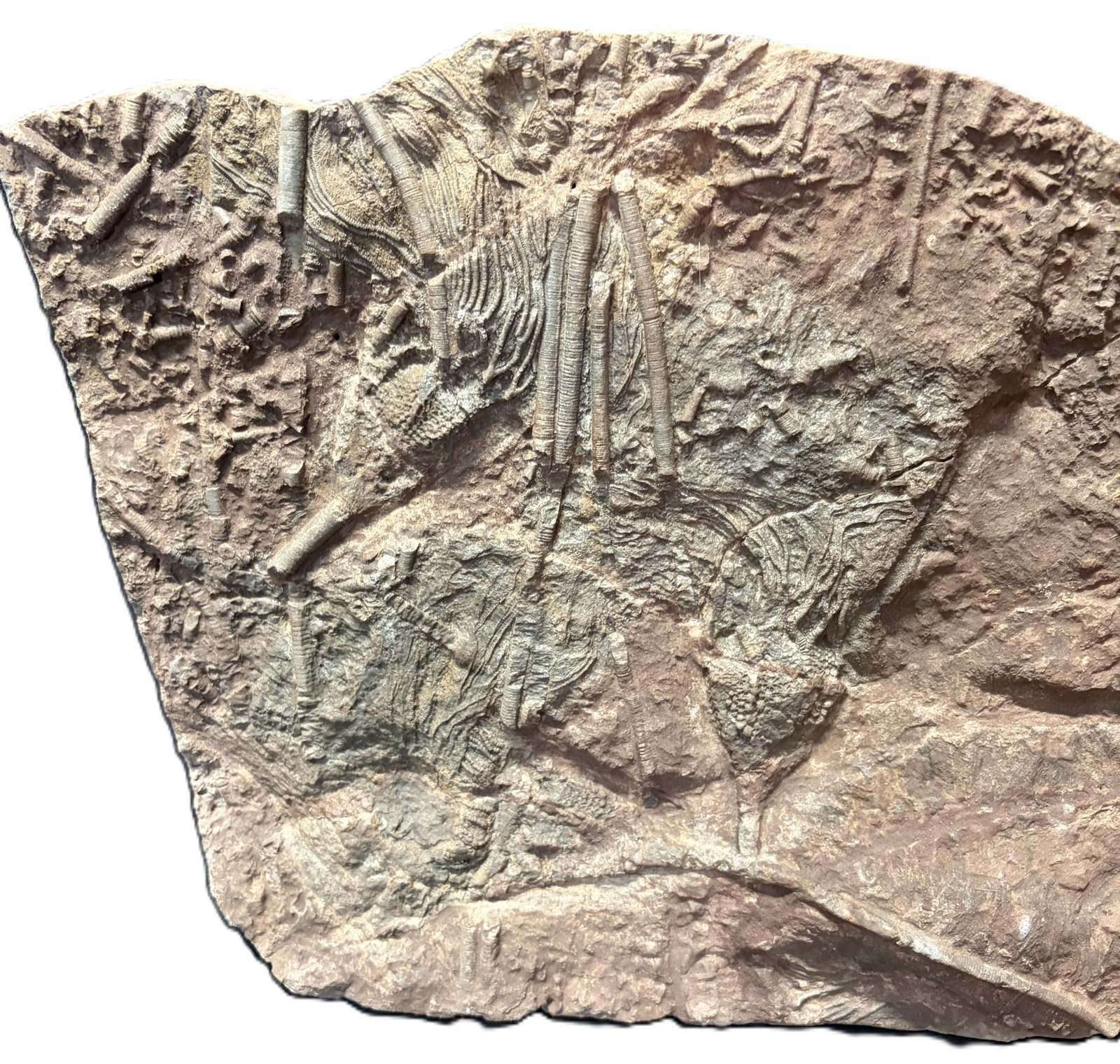 FOSSIL TRILOBITE - 2