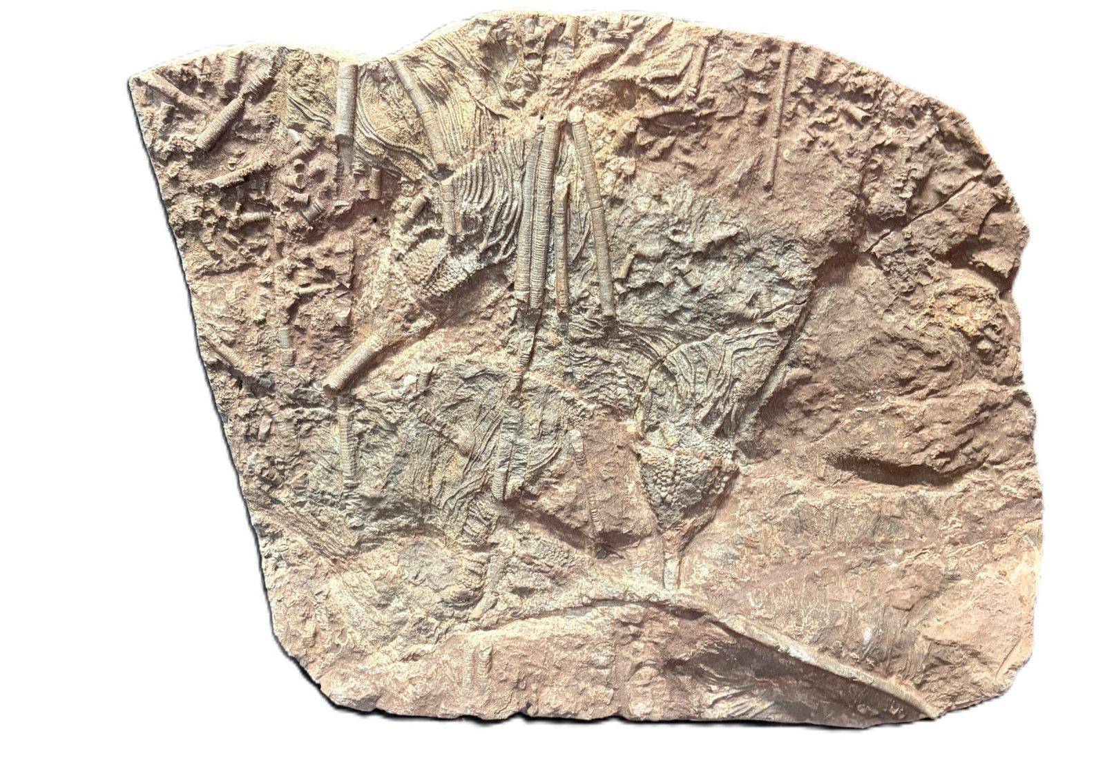 FOSSIL TRILOBITE - 3