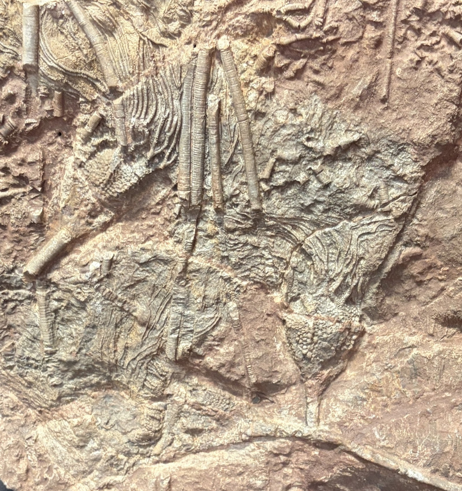 FOSSIL TRILOBITE - 4