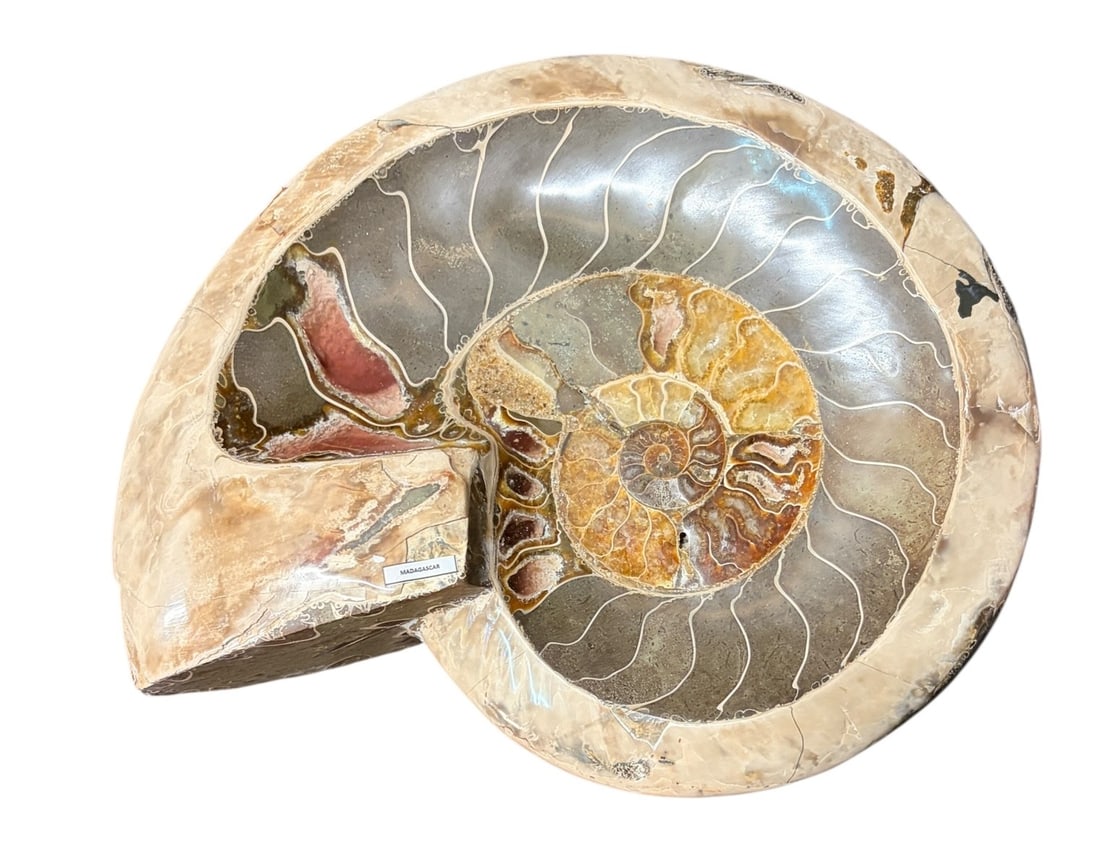 POLISHED AMMONITE (1 of 6)