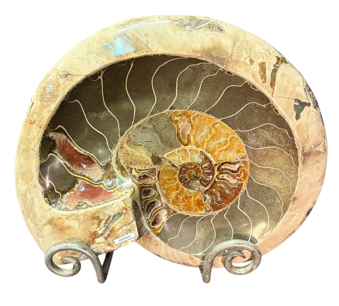 POLISHED AMMONITE - 2