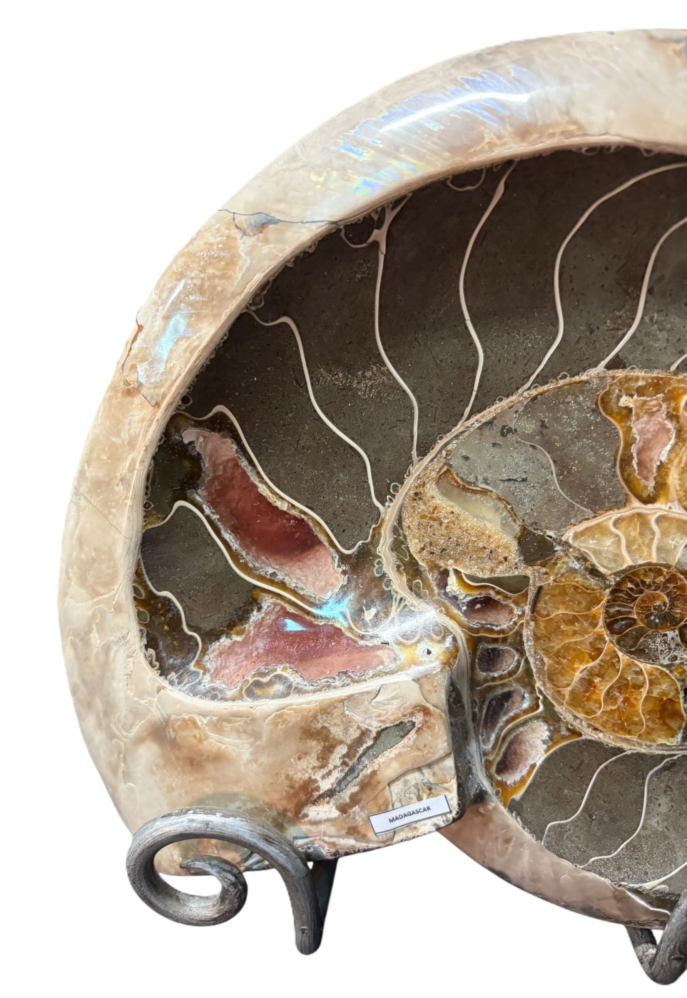 POLISHED AMMONITE - 3