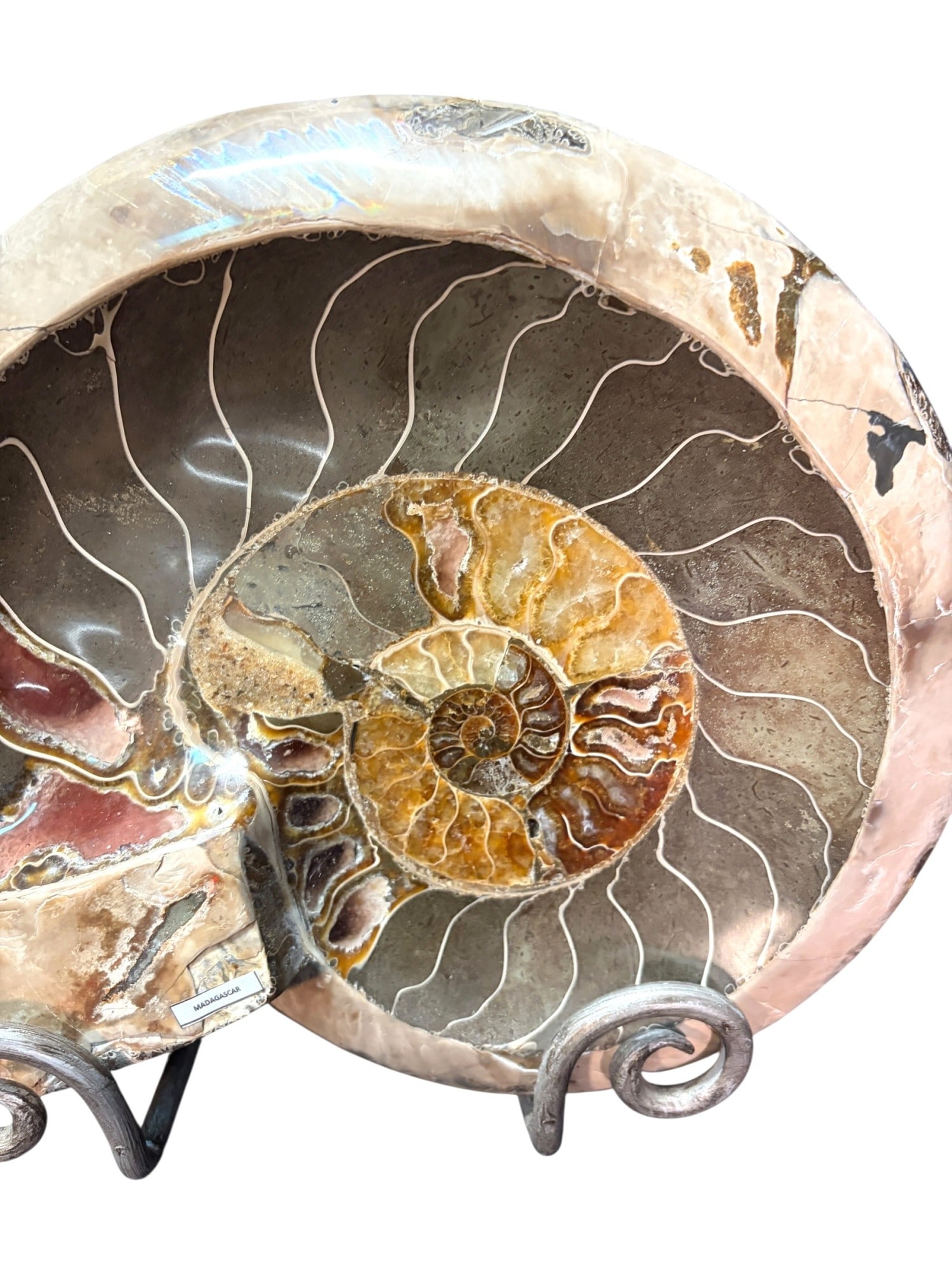 POLISHED AMMONITE - 4