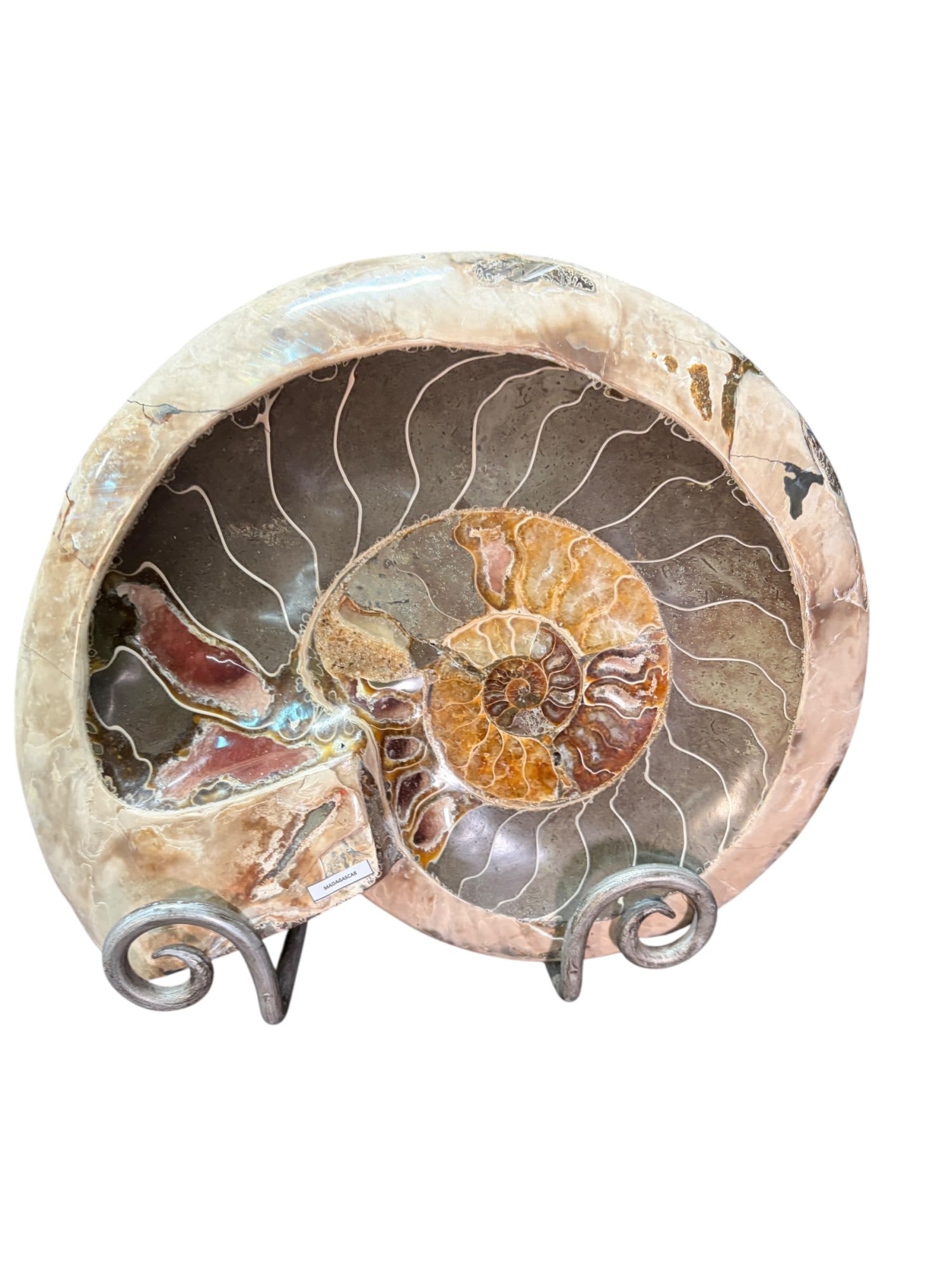 POLISHED AMMONITE - 5