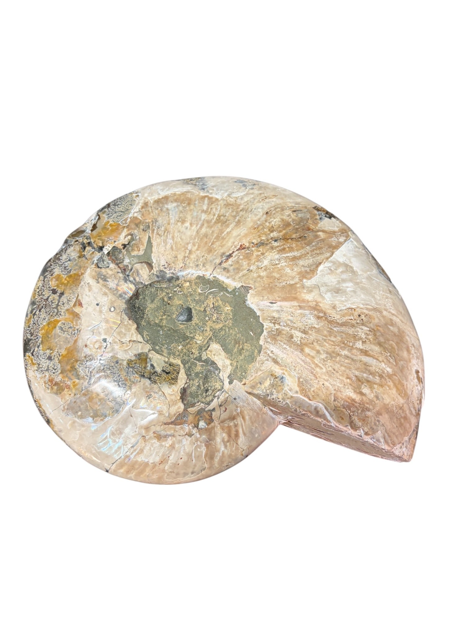 POLISHED AMMONITE - 6