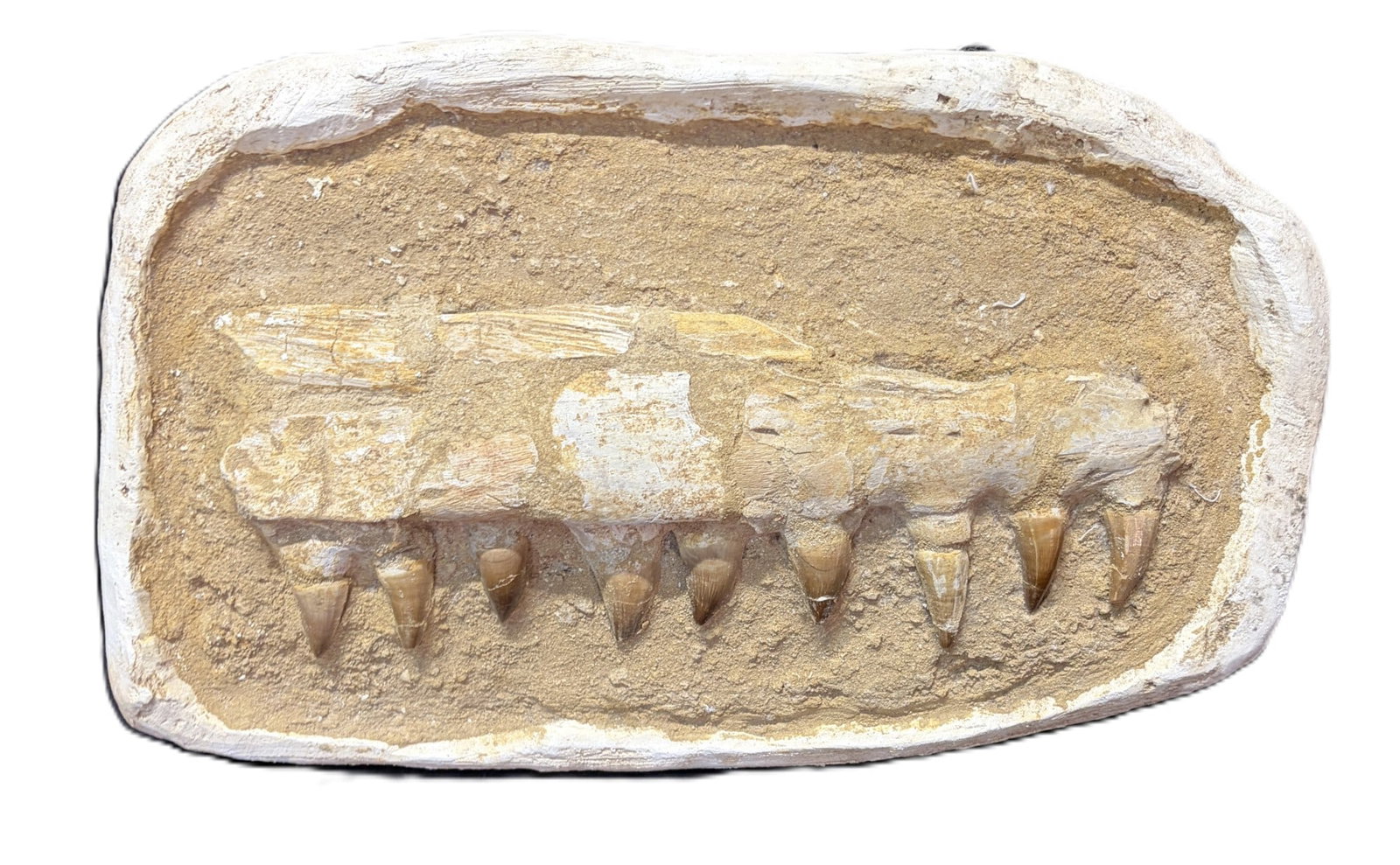 MOSASAUR JAW FOSSIL (1 of 4)