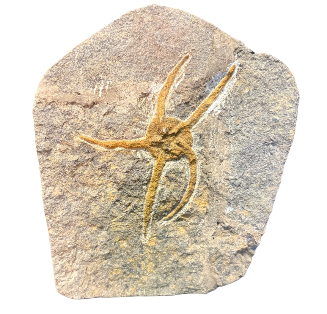 BRITTLE STARFISH FOSSIL: BRITTLE STARFISH FOSSIL 615.48g Height: 5 in. by Width: 5.7 in. by Depth: .5 in.
