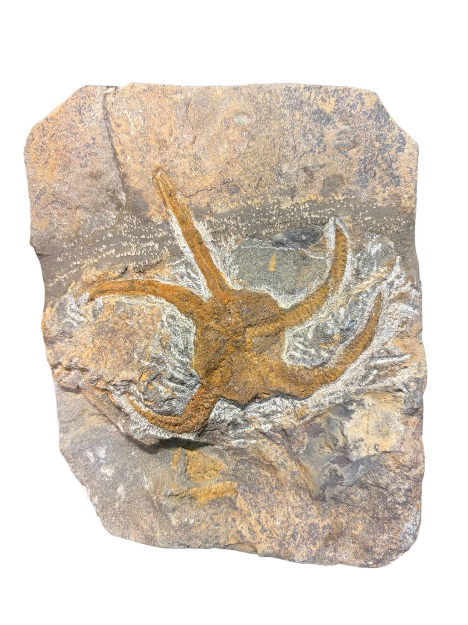 BRITTLE STARFISH FOSSIL: BRITTLE STARFISH FOSSIL 325.51g Height: 5.5 in. by Width: 4.2 in. by Depth: .5 in.