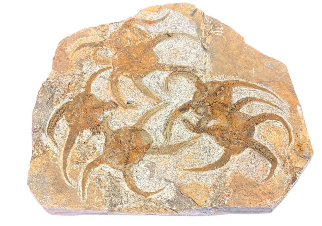 STARFISH FOSSIL JURRASIC PERIOD: STARFISH FOSSIL 168.45 kg Height: 7.5 in. by Width: 6.5 in. by Depth: .5 in.