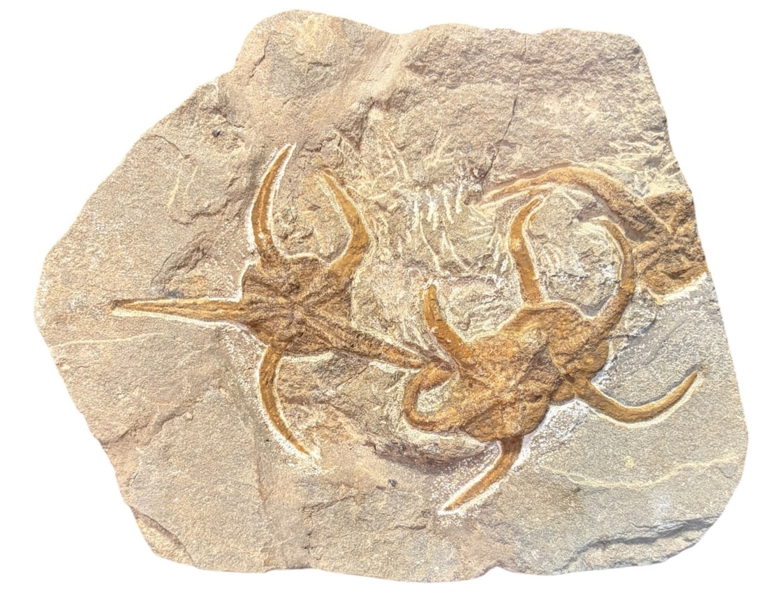 STARFISH FOSSIL: STARFISH FOSSIL JURRASIC PERIOD Height: 5.5 in. by Width: 4.2 in. by Depth: .5 in.