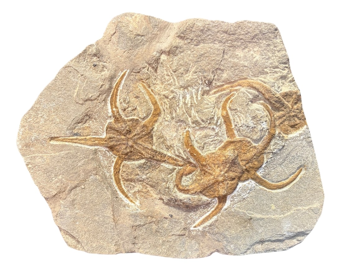 STARFISH FOSSIL - 2